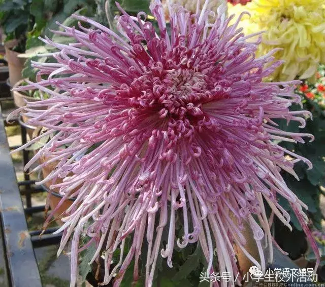 描写菊花的优美句子（菊花好句摘抄大全）