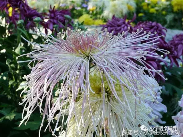 描写菊花的优美句子（菊花好句摘抄大全）