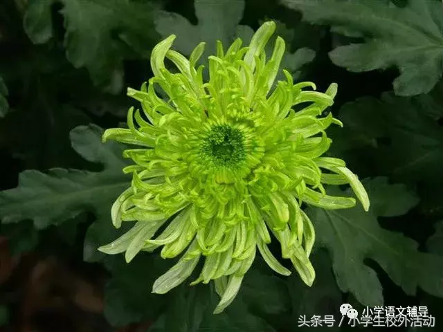 描写菊花的优美句子（菊花好句摘抄大全）