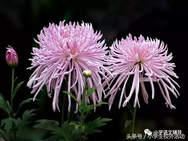 描写菊花的优美句子（菊花好句摘抄大全）