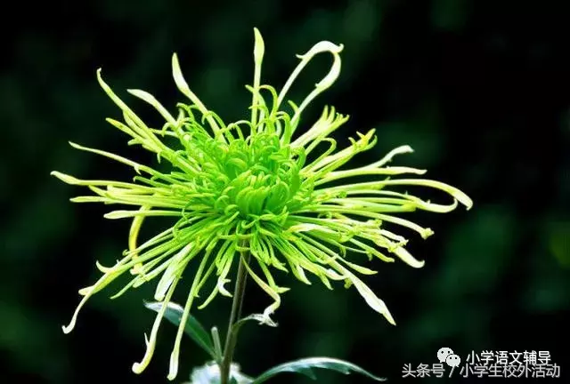 描写菊花的优美句子（菊花好句摘抄大全）