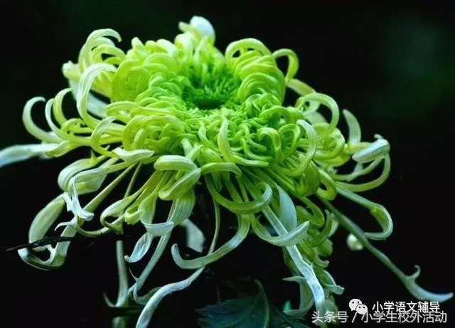 描写菊花的优美句子（菊花好句摘抄大全）