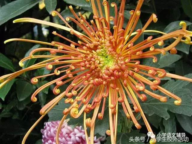 描写菊花的优美句子（菊花好句摘抄大全）