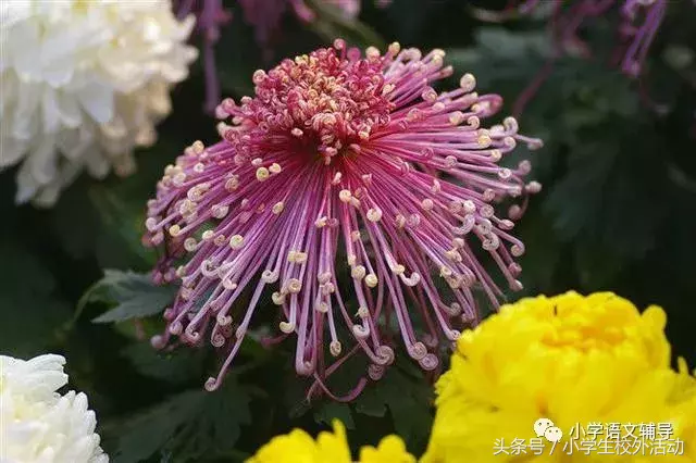 描写菊花的优美句子（菊花好句摘抄大全）