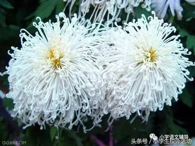 描写菊花的优美句子（菊花好句摘抄大全）