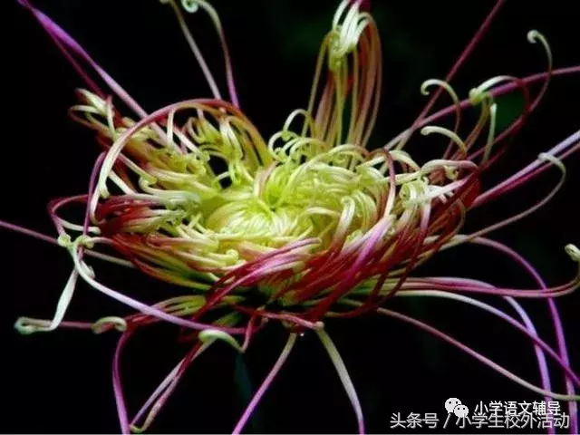 描写菊花的优美句子（菊花好句摘抄大全）