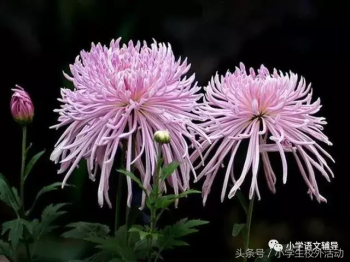 描写菊花的优美句子（菊花好句摘抄大全）