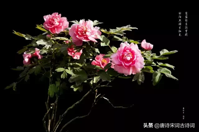 赞美牡丹花的优美词语（牡丹花开放的语句简短）