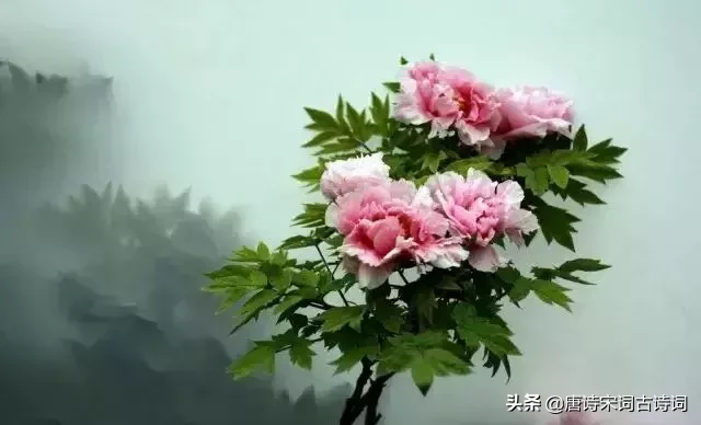 赞美牡丹花的优美词语（牡丹花开放的语句简短）