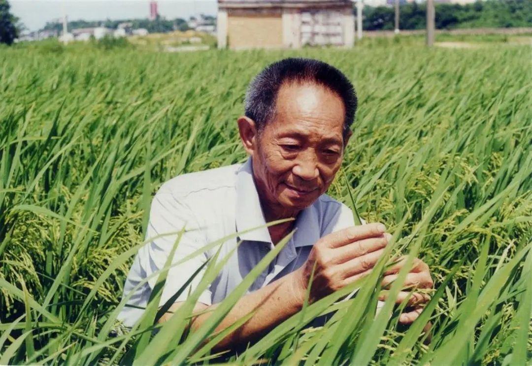 袁老与袁花花的初见（袁隆平第一次见袁花花的场景）