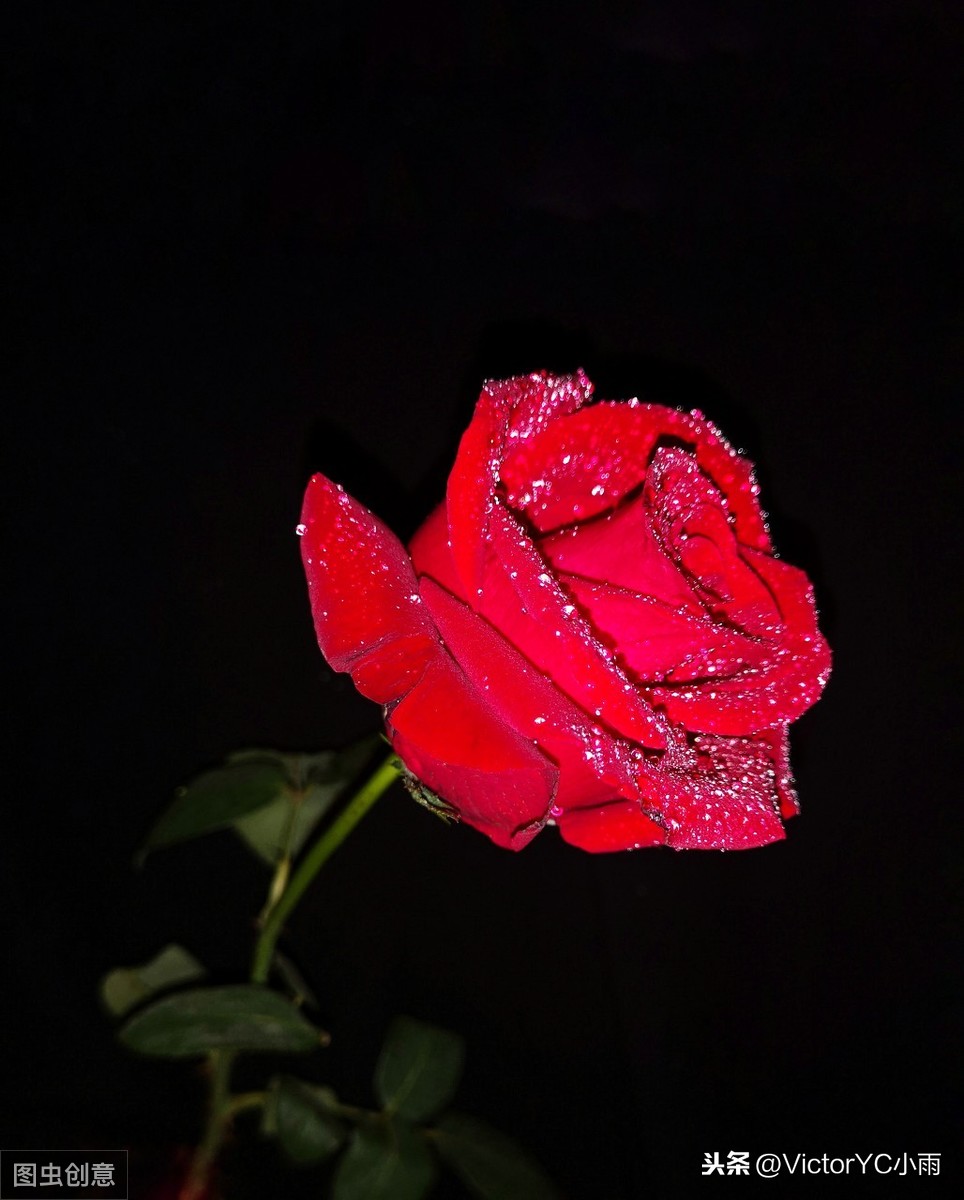 红玫瑰与白玫瑰经典语录鉴赏（张爱玲情话经典短句）