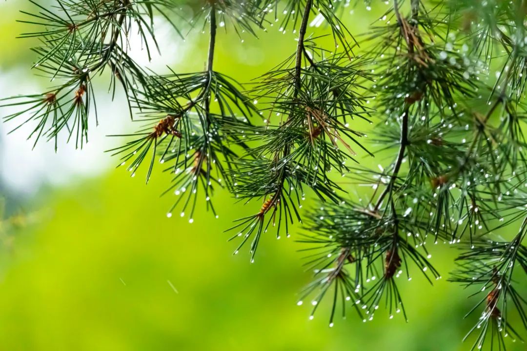 夏的古诗有哪些（带夏字的古诗词10首）