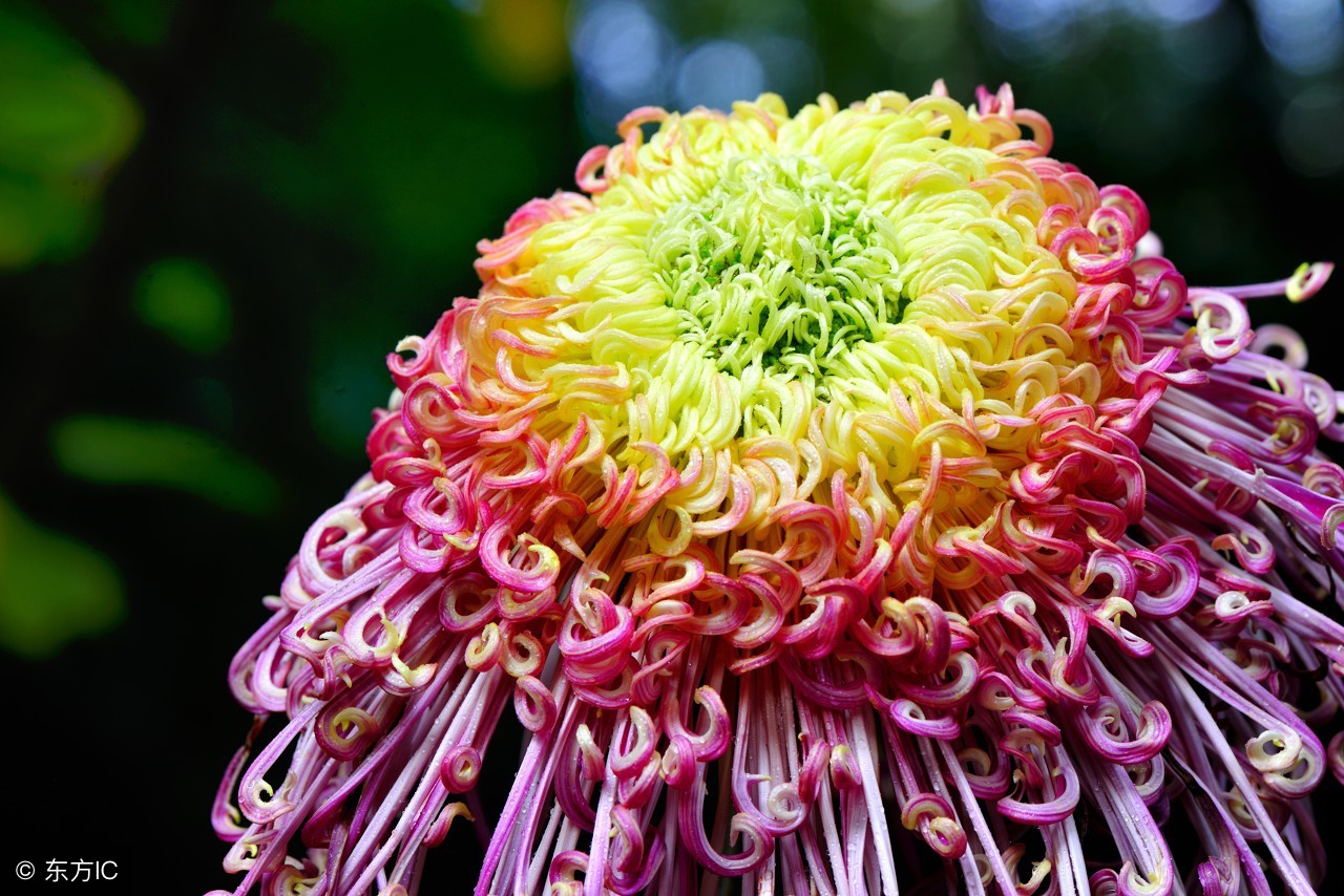 陶渊明菊花的诗句有哪些（赞美菊花的诗句和品格）