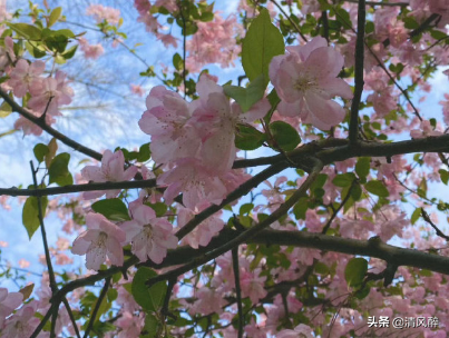 夏天的句子短句唯美（适合夏天的优美句子）