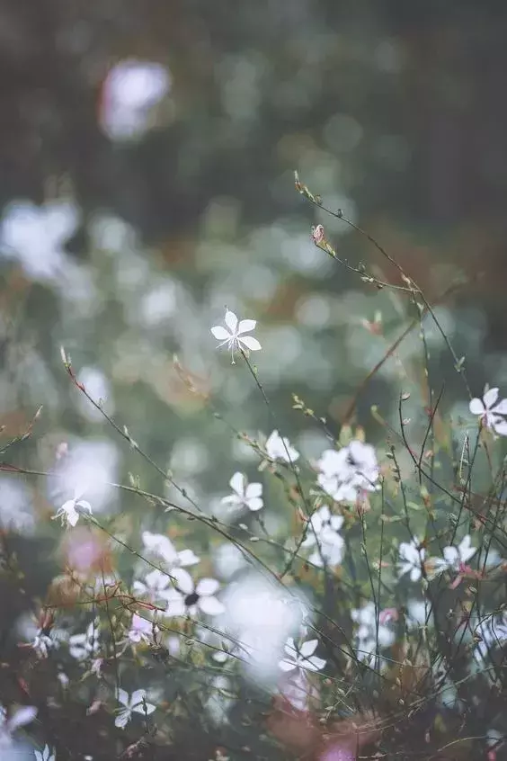 形容乡下的悠闲生活的句子（赞美田园乡村之景的10首古诗词）