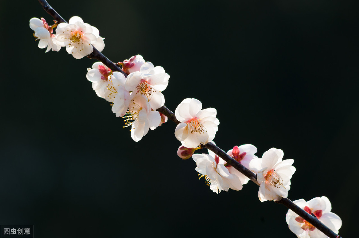 家乡的句子唯美短句（适合发朋友圈思乡的句子）