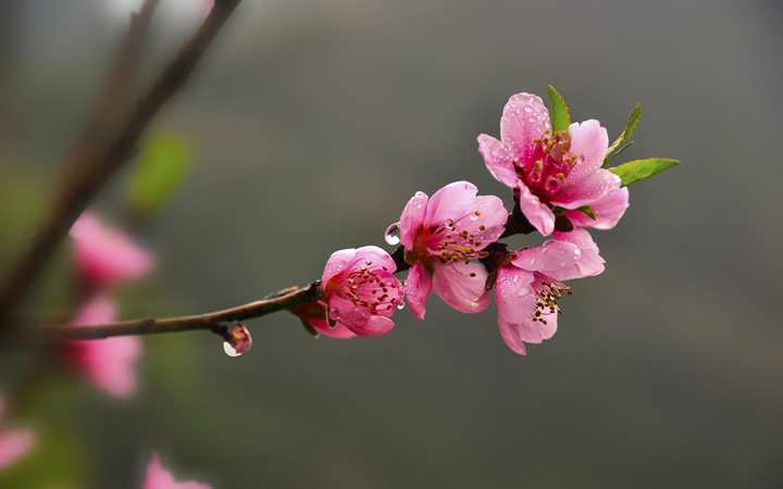 赞美花的优美句子简短（形容花绽放的唯美短句）