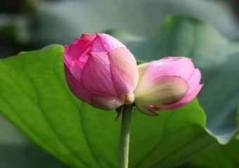 关于荷花的词牌名（形容宋代荷花诗词）