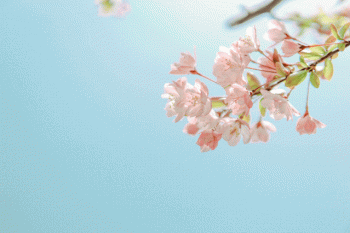 描写鲜花的优美句子（形容花漂亮好看的句子）