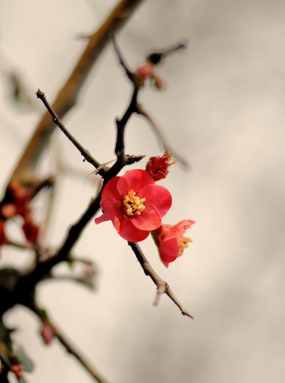 带梅花的诗句有哪些（十首最经典的梅花诗）