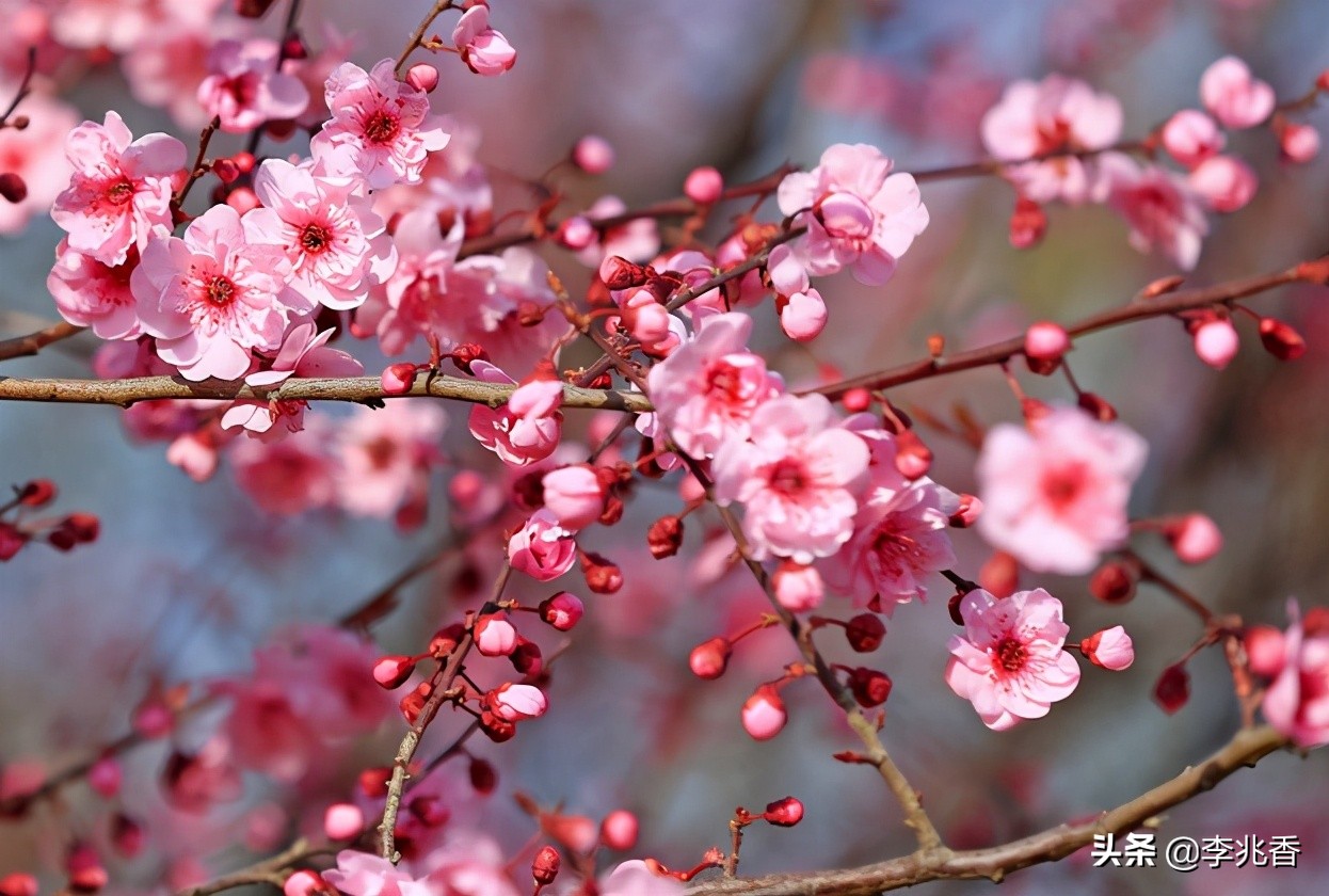 形容桃花盛开的句子唯美（赞美桃花的优美简短句子）