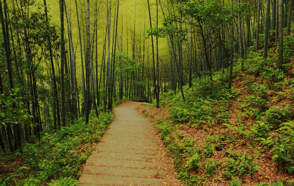 黄山的景色有哪些（黄山风景区十大景点）