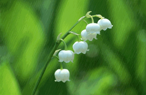 雨古诗词杜牧赏析（十首唯美唐宋雨诗赏析）