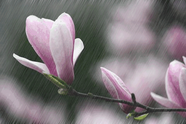 雨古诗词杜牧赏析（十首唯美唐宋雨诗赏析）