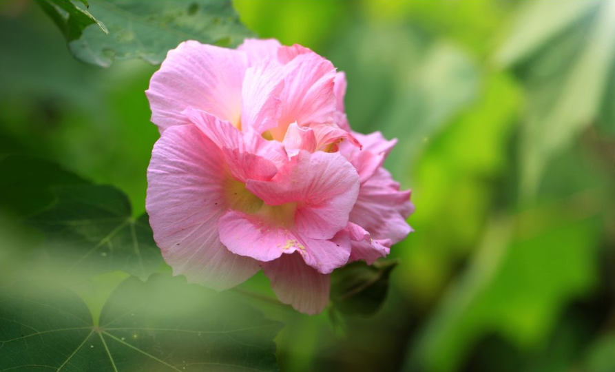 赞美芙蓉的诗句美篇（10首有关芙蓉的唯美诗句）