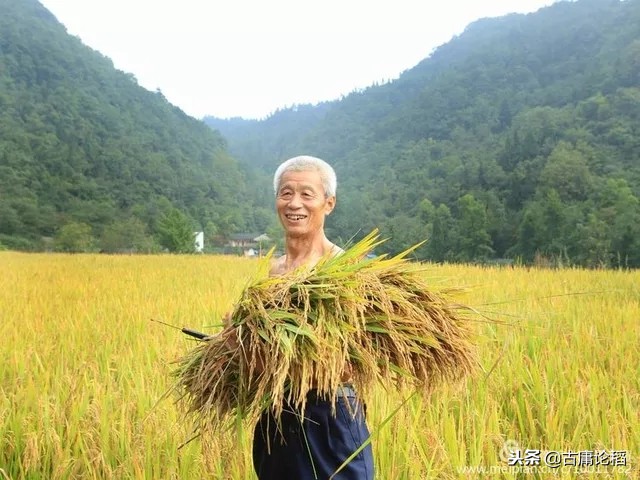 描写稻田的优美句子开头(描写稻田的唯美句子赏析）