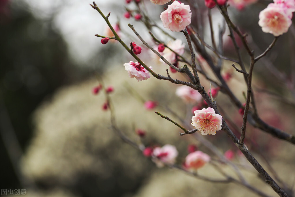 梅花的古诗有哪些（关于描写梅花的古诗词）