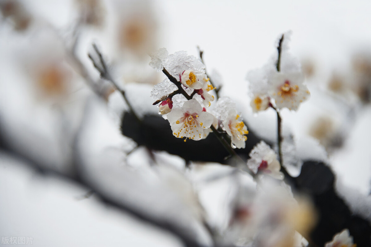 梅花的古诗有哪些（关于描写梅花的古诗词）