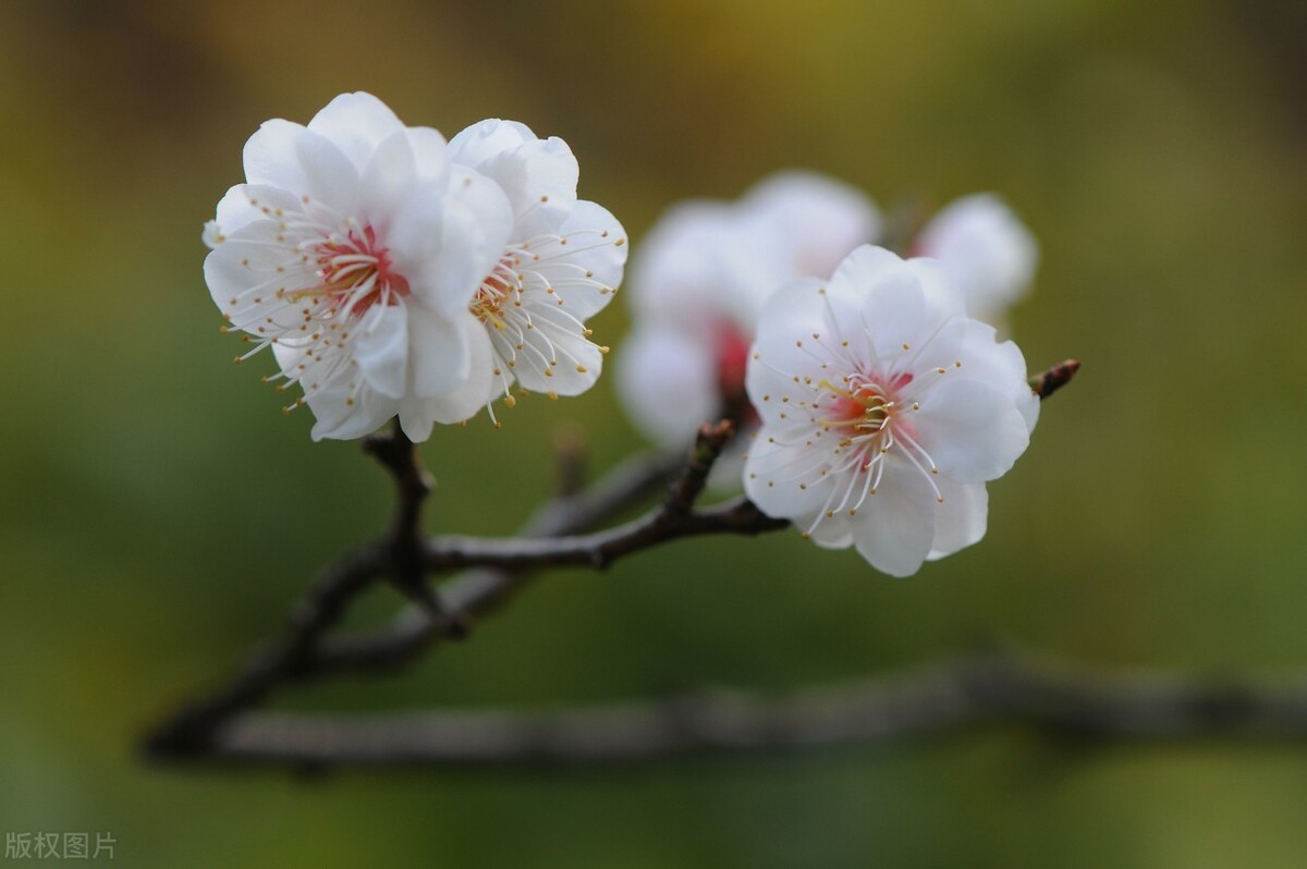 梅花的古诗有哪些（关于描写梅花的古诗词）