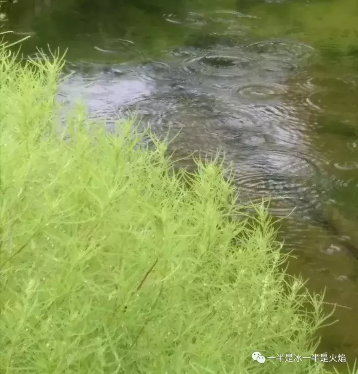 听雨唯美的句子（关于听雨的散文）