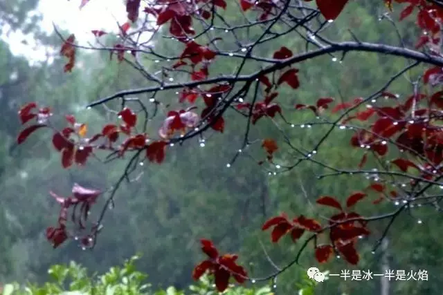 听雨唯美的句子（关于听雨的散文）