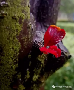 听雨唯美的句子（关于听雨的散文）