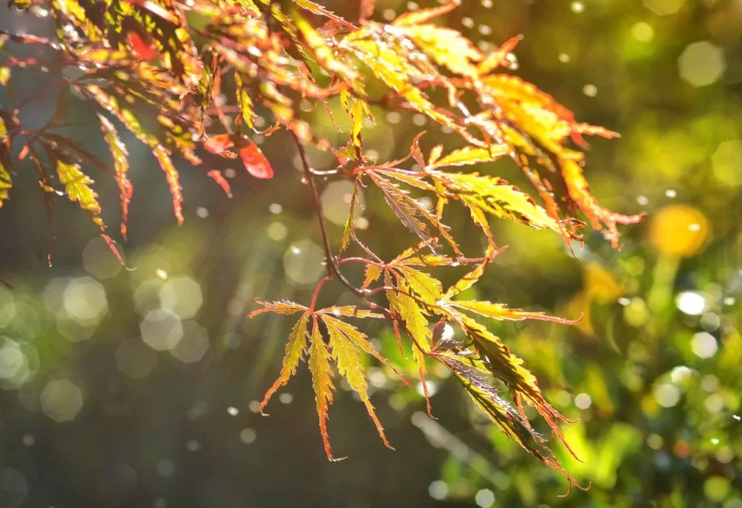 赞美秋雨的句子有哪些（写尽秋雨之美的35首唯美古诗词）