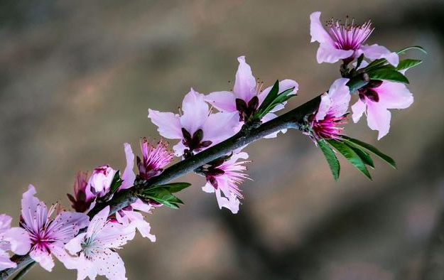 描写花与生活的唯美句子（20句享受赏花的心情短语）