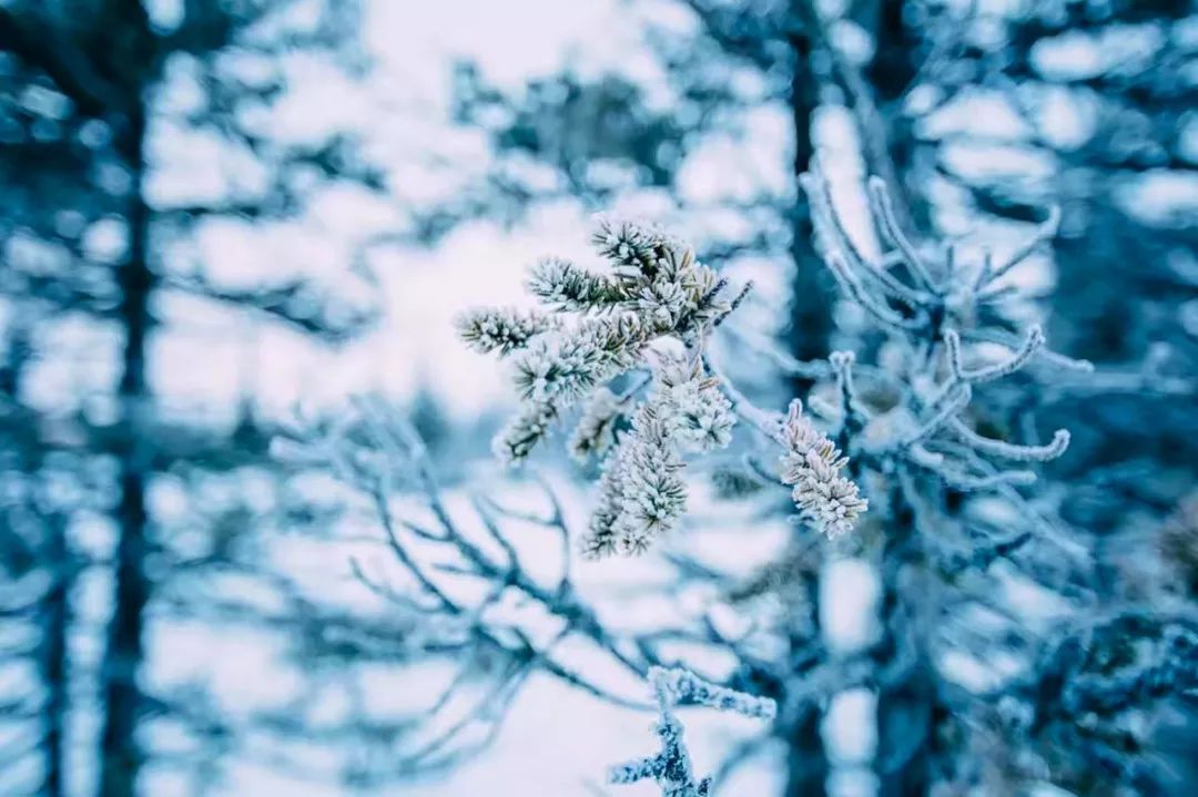 有关雪的诗句有哪些（描写唯美雪景的20首古诗词）