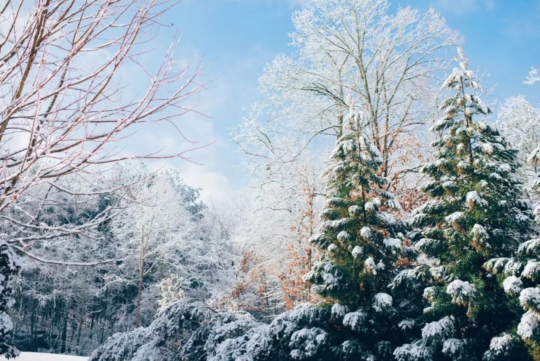 有关雪的诗句有哪些（描写唯美雪景的20首古诗词）