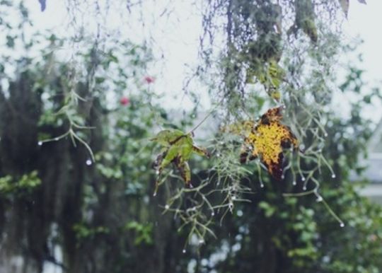 冬日有雨的散文（形容冬天的小雨句子）