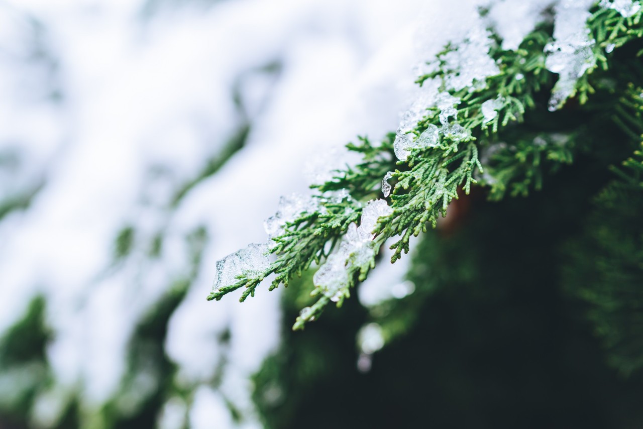 描写雪的古诗词有哪些（和雪有关的诗词赏析）