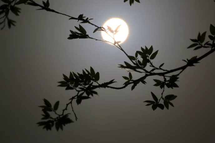 描写月光的诗句有哪些-写月光的唯美古诗词