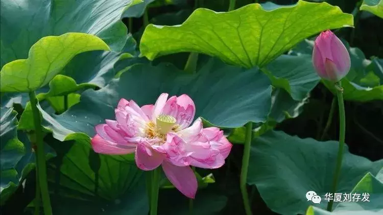 与荷花有关的诗句有哪些-莲花最有禅意的句子