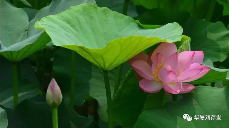 与荷花有关的诗句有哪些-莲花最有禅意的句子