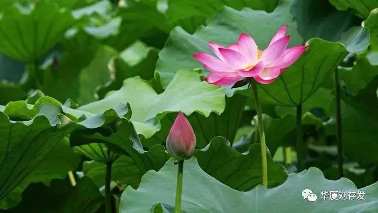 与荷花有关的诗句有哪些-莲花最有禅意的句子