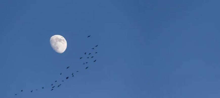 写月亮的诗句有哪些-关于月亮的古诗大全