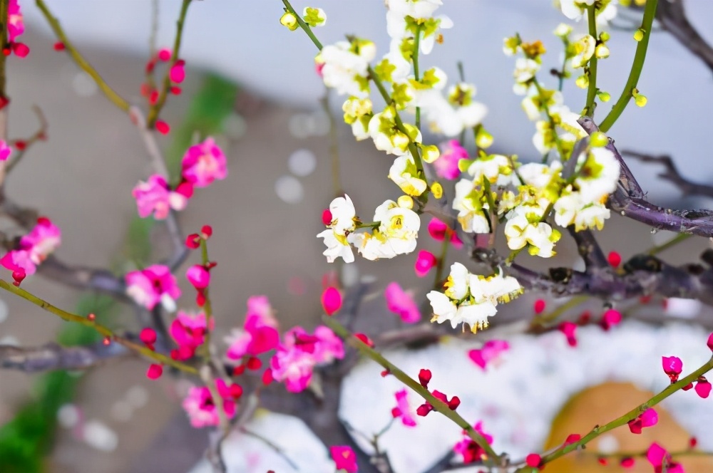 带有梅花的诗句有哪些-关于梅花的诗词大全及诗意