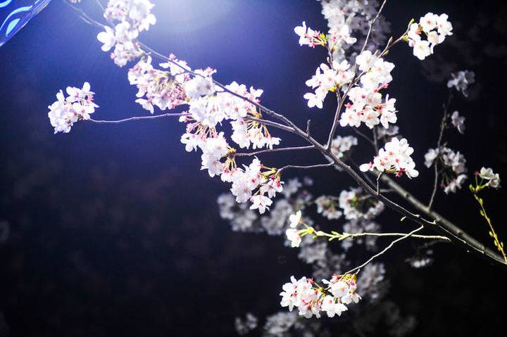 形容樱花的优美句子-朋友圈晒樱花的说说