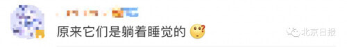 无人机拍下野象群睡觉休息画面-大象睡上热搜